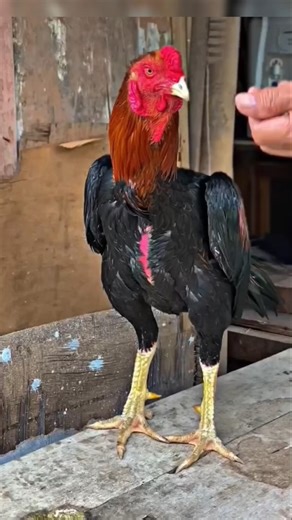 inilah postur tipe ayam pukul super keras. #shorts