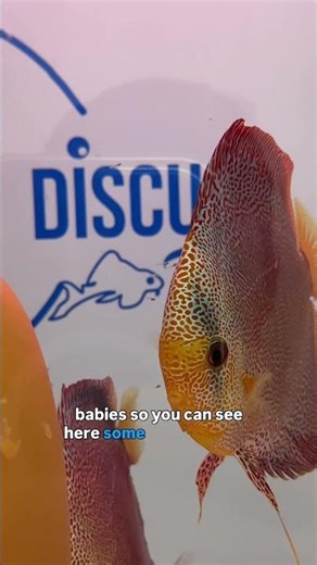 25,000 Discus Fish In This Amazing Fish Shop!