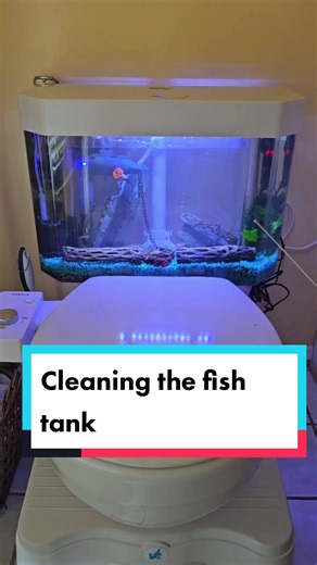 Toilet Fish Tank Cleaning: DIY Aquarium Maintenance