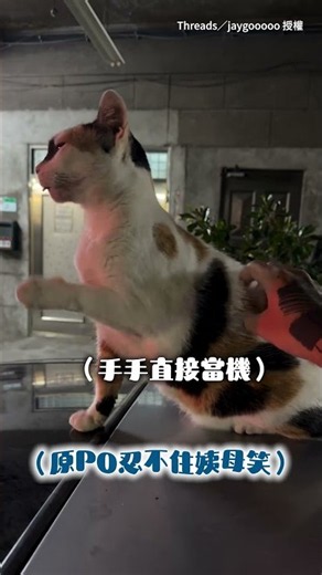 【舒服到整隻當機】三花貓享受摸摸！陶醉到瞇眼「哇啊啊啊」叫 手手還卡住XD #Shorts
