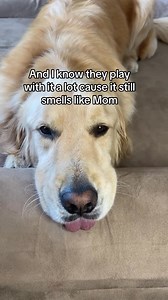 145K views · 3.5K reactions | I think I found Mom and Dad’s special toys #dog #goldenretriever #funnydogvideos #goldenretriever #funnydog | A Golden and Fam | Facebook