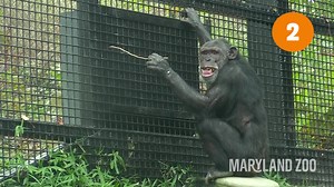 Did you know that chimpanzees share 98% of our DNA? Here are 10 facts about primates brought to you by our Chimp Forest keepers! Visit us this Sunday at Weis Markets presents: Wild About Primates day to learn more about lemurs, monkeys, and chimps! | The Maryland Zoo in Baltimore