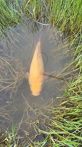 1.7M views · 10K reactions | Unique Fishing Idea #fishvideo #video #fishtrap #reels | STV Fishing | Facebook