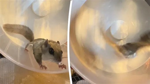 Two baby squirrels hop on wheel - only one stays on