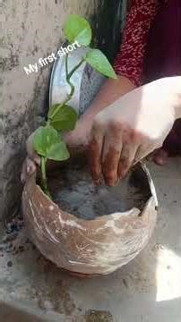 planting in poat