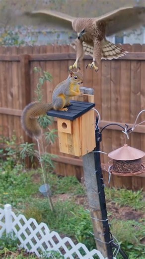 Dramatic Hawk Attacks Squirrel On Backyard Feeder! #wildlife #funny @NatureStalker_