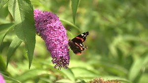 Butterfly, Admiral, Pollination. Free Stock Video