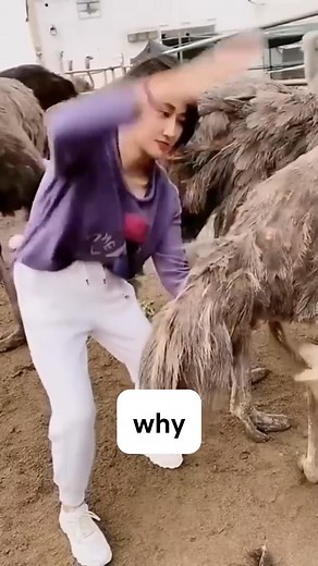 Why they catch egg when ostriches lay? 讀 #usa #uk #england #canada #reels #trending #fyp #foryou | Lorelai Heath | Facebook