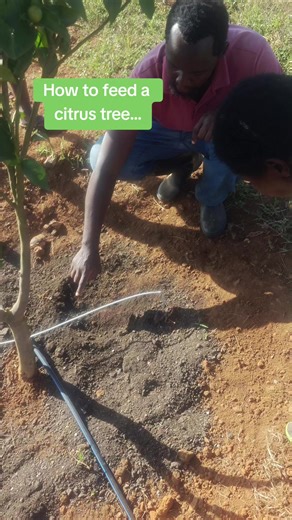 Feeding Pixie trees along the canopy edge, or drip line, is the most effective way to ensure nutrients reach the tree's active root system. The fine feeder roots responsible for absorption are concentrated at the outer perimeter of the foliage rather than near the trunk. By applying fertilizer or manure at this edge, you align the nutrients with natural rainfall patterns and avoid the risk of bark rot or trunk damage. This targeted approach ensures the tree has the necessary energy to sustain hi