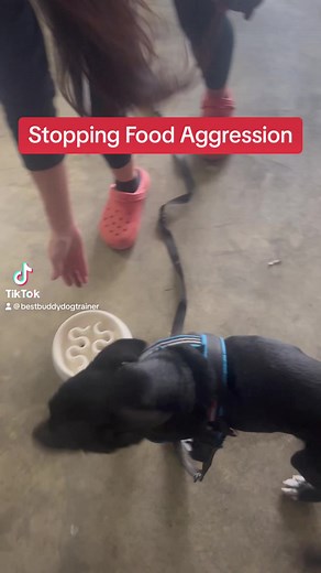 How To Stop Food Aggression #dogtraining #forcefreedogtraining #dogtips #aggressivedog #dogaggression #dogbehavior #puppytraining #dogtrainingtips | Best Buddy Dog Trainer, LLC