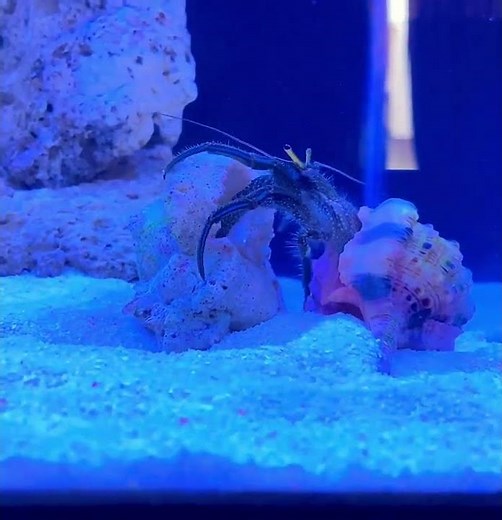 Marine Hermit Crab Changing Shells.
