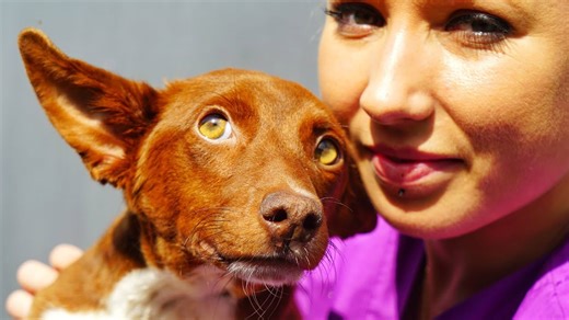 Funny dogs and cats behaving badly!