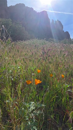 wildflowers and butterflies 🦋 #godisgood #hike #butterflies #nature #wildflower