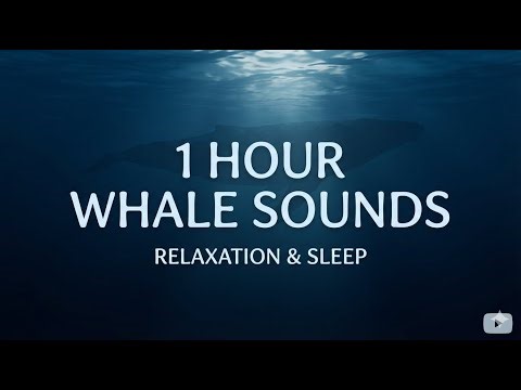 1 Hour Ocean Whale Sounds: Deep Underwater Ambience for Sleep & Relaxation 🌊🐳 | Black Screen