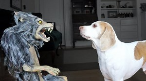 Beagle dog vs werewolf prank leads to funny chaos