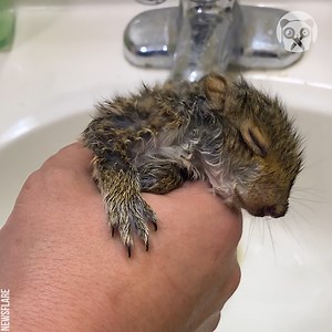 The heartwarming journey of a rescued baby squirrel | Crafty School