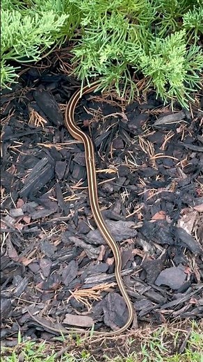 Ribbon snake #nature #outdoors #wildlife #snake #animals