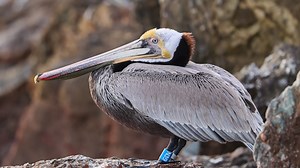 31 reactions | What happens to our patients after release? Watch this video to learn more about our banding program and the information it helps us gather on our former patients after they return to the wild: | International Bird Rescue | Facebook