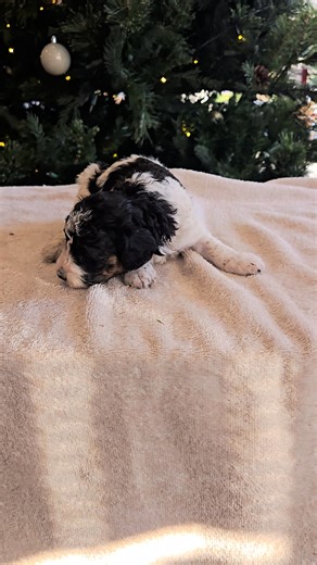 Bernedoodle, Mini puppy for sale