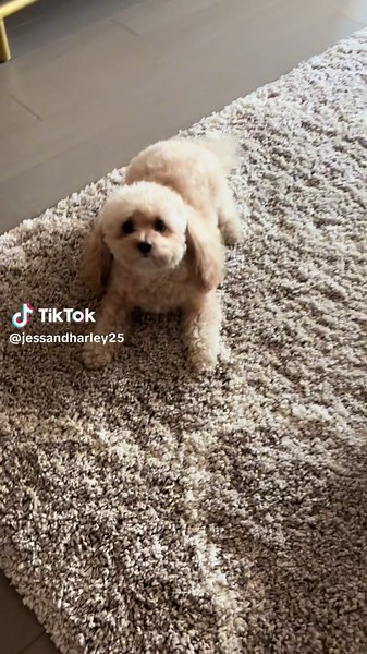 Cute Shih Poo Dogs of NYC Caught on Camera