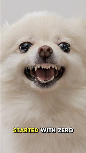 How I Learned Dog Training from Zero to Advanced