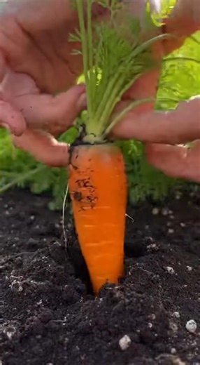Carrot Harvesting Method 🥕 | Satisfying ASMR Garden Pull | Fresh Organic Harvest