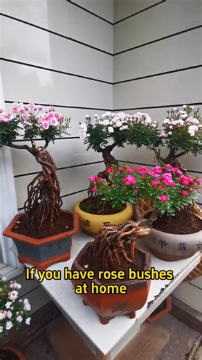 Amazing Garden on Instagram: "Three steps to teach you how to grow roses as bonsai"