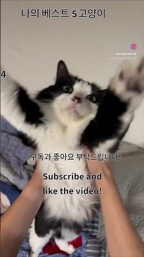 심쿵 주의! 세상에서 가장 귀여운 고양이 TOP 5 🐱💖 #mybest5cat #고양이 #야옹이 #냥스타그램 #고양이탑5 #귀여운고양이 #고양이영상 #shorts #고양이모음