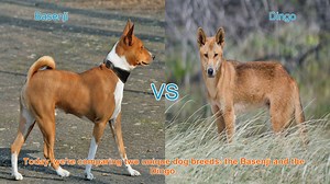 Basenji vs. Dingo: A Comparison of Unique Dog Breeds