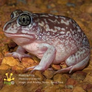 🐸🎵 The Moaning Frog, Green Tree Frog, and Banjo Frog are in the running for Australia's most loved native animal sound! Get frogs into the top - voting for the top 10 animals sounds ends tonight! Cast your vote below: https://www.abc.net.au/news/science/2023-07-31/australia-favourite-animal-sounds/102577008 | Frog ID