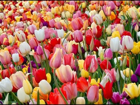 I Need You - America Piano Cover