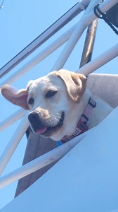 6.8K views · 661 reactions | Ever wonder how we get Kona to smile?  2022 Bloopers are here...full episode on YouTube | Gale Force Twins | Facebook