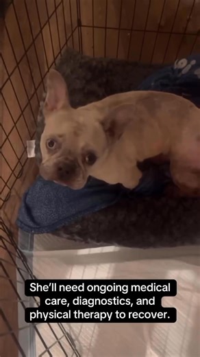 20 reactions · 9 comments | Paralyzed Frenchie Found On The Streets...