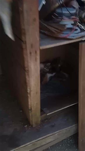 Buen Halloween | Neftalí Montoya