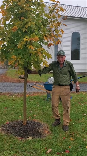 The proof is in the pudding with our trees and planting process! Watch Will's tree planting tutorial from yesterday to get the simple formula for growth and healthy trees like this! #plantnursery #floristshop #supportlocal #shopsmall #smallbusiness #gardencenter #romeny #treesofinstagram #trees #fastgrowingtrees | Olney's Flowers