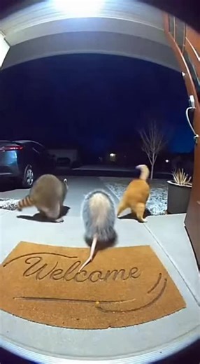 Hilarious Porch Dance: Animals Shaking Their Butts