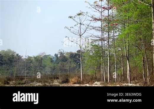 View of silk cotton trees (Bombax ceiba) with sparse red blossoms standing along a forest edge with mixed green foliage. The scene captures a calm natural environment with open sky, dry ground, and seasonal transition in a rural outdoor landscape Stock Video Footage - Alamy