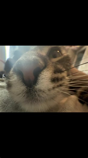 Wileywyatt419$ (@wileywyatt)’s videos with original sound - Mittens