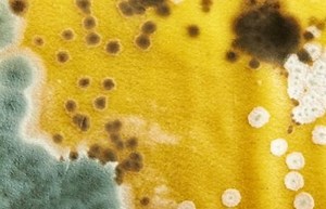 What Respirator Is Required for Mold? – SelectSafety.net