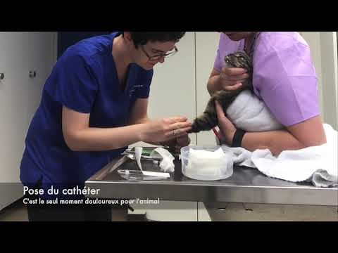 Pose d'un cathéter veineux chez un chat agressif