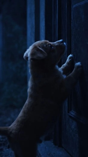 Raat 2 baje ek puppy darwaza khurach raha tha…Papa ne bhaga diya…“End tak zaroor dekhna 😳” #shorts