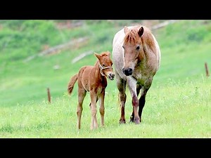 子馬3年ぶり誕生 鶴居どさんこ牧場