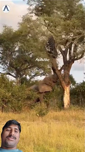 Elephant Power! Lion Can’t Believe This Strength 🐘🦁 #animals #shorts #wildliferescue