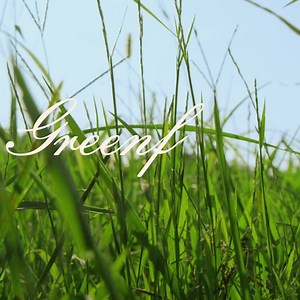 ‘GREENFIELDS: The Gibb Brothers' Songbook, Vol. 1’ - A brand new album from Barry Gibb featuring some of country music’s biggest artists. Watch the trailer before it’s out everywhere on 1/8/21: https://BarryGibb.lnk.to/greenfieldstrailer 🌟 | Bee Gees