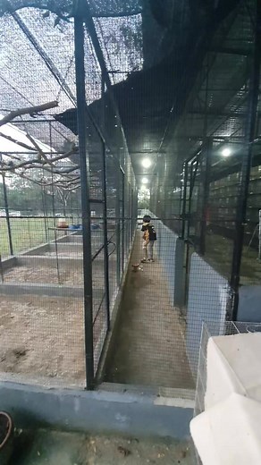 2.2K views · 37 reactions | Fueling our feathered friends! 讀 Breakfast for our flock at DV Aviary, where every meal is a delight! #DVAviaryFlock #BreakfastForBirds #AvianAppetites #FeatheredFoodies #FlockLife" #DVAviary #BirdBreakfast #FlockFeast | DV Aviary | Facebook