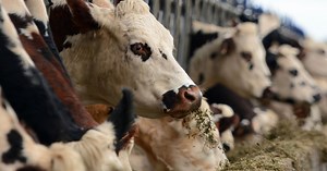 En Chine, une usine géante de clonage de vaches et de chiens