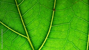 Leaf in a macro background. Green leaf of a plant or tree with texture and pattern close up Stock Video