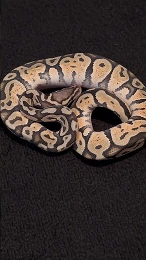 Ball python het rainbow project💛🧡🖤 #pet #reptile #snake #cutepets #ballpython #nature #wildlife