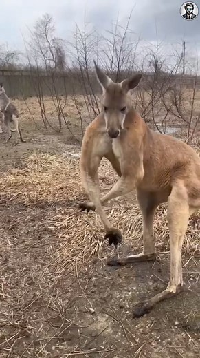 16M views · 197K reactions | Kangaroo 輦 #shorts #facts #viralreelsfb #Amazing #kangaroo | Facts Hub | Facebook