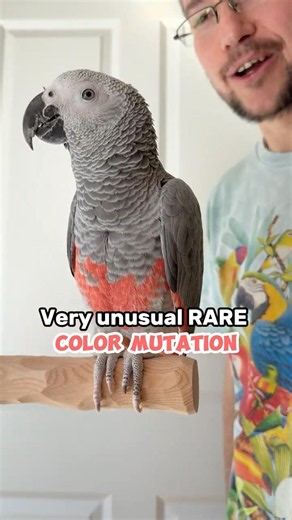 New Parrot Revealed - Unusual African Grey